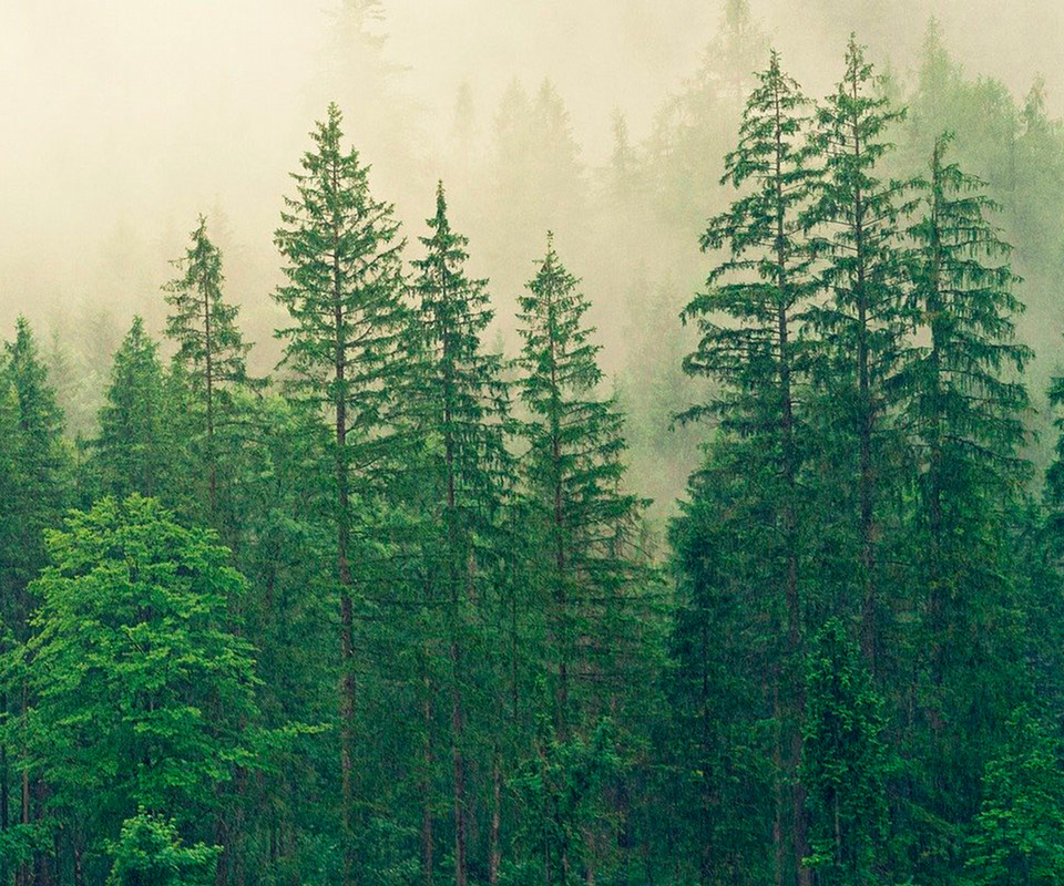 Landscape shot of trees