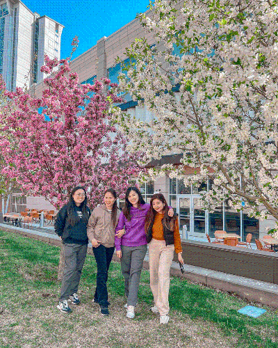 Four friends posing together in front of blooming pink and white cherry blossom trees on a sunny day.