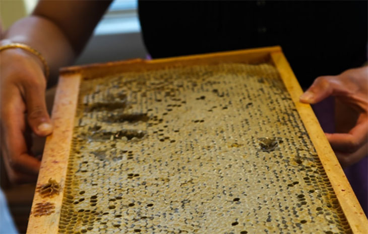 hands holding a honeycomb from SAIT's rooftop hives