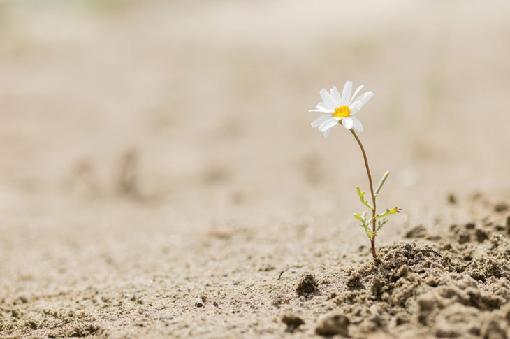 A small flower sprouts from soil.