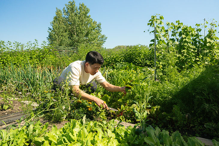 Chef Jun Young Park examines plants in his garden.