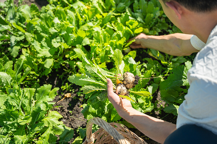 Chef Jun Young Park admires beat pulled from his garden.