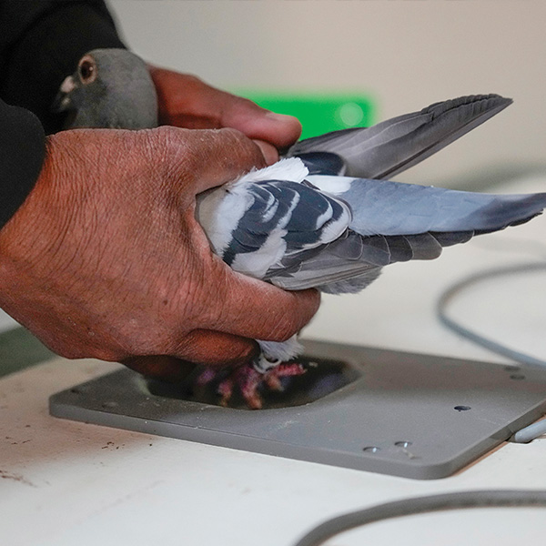 male hands putting a pigeon on a scale