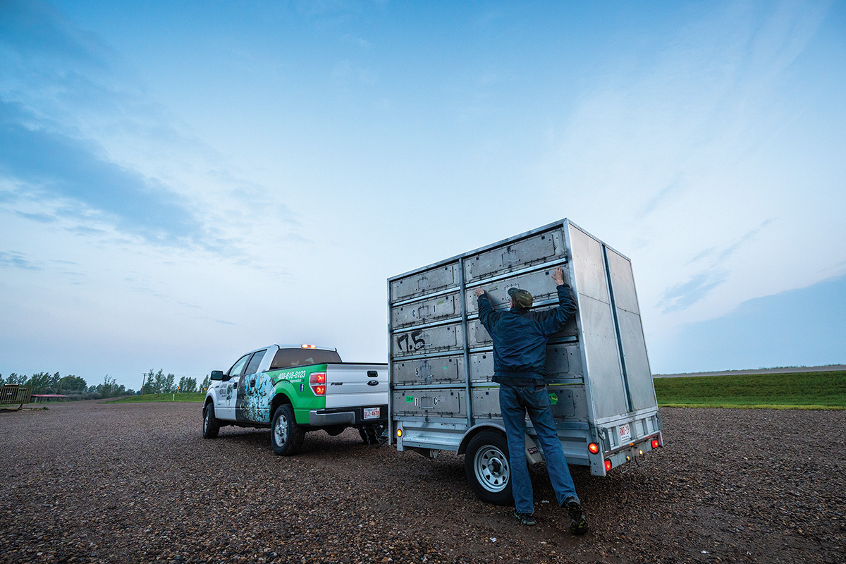 mature male opening crates