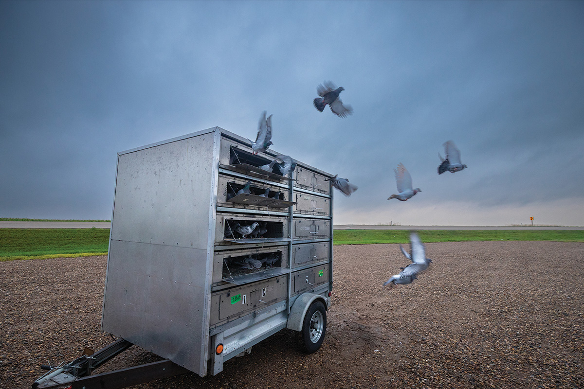birds flying out of crates
