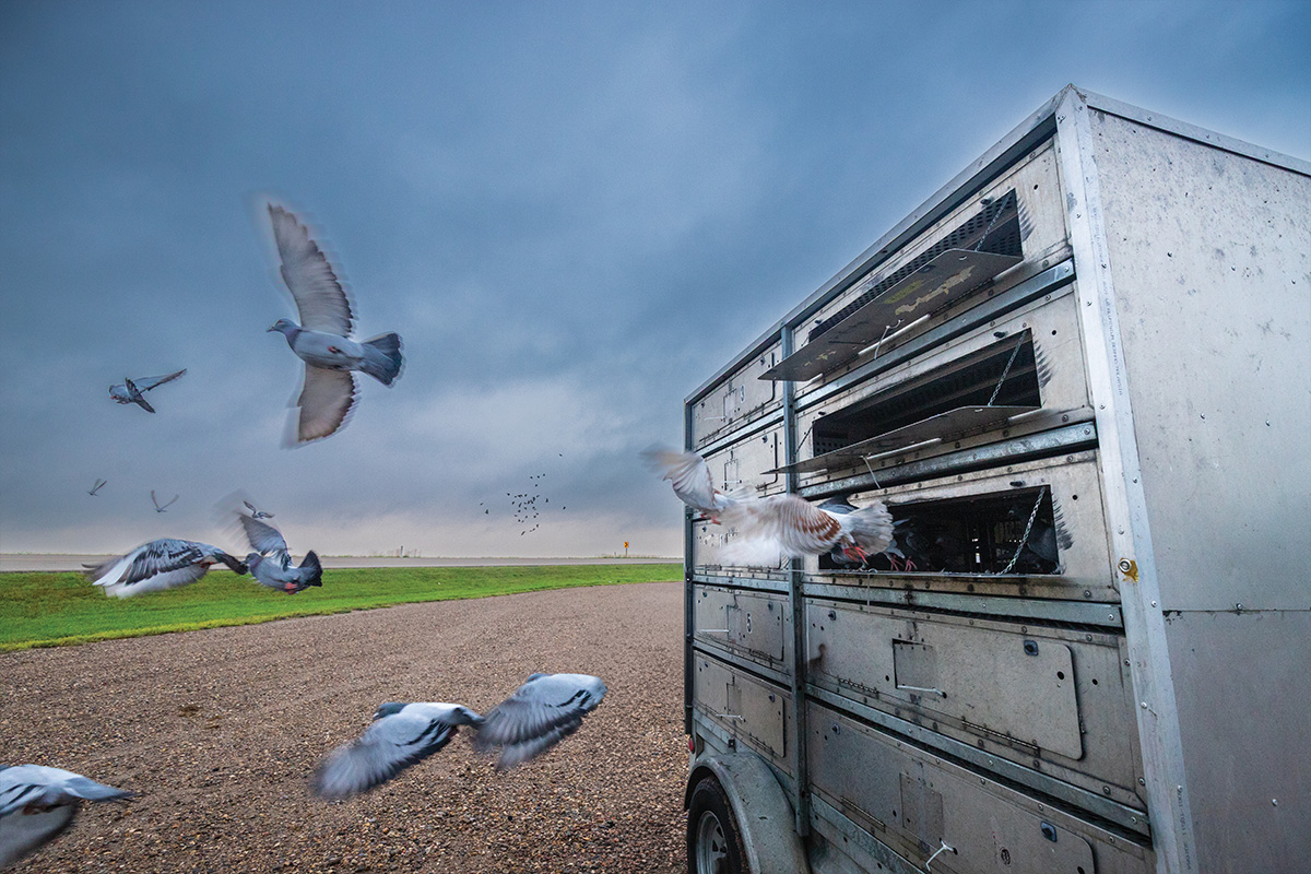 birds flying out of crates