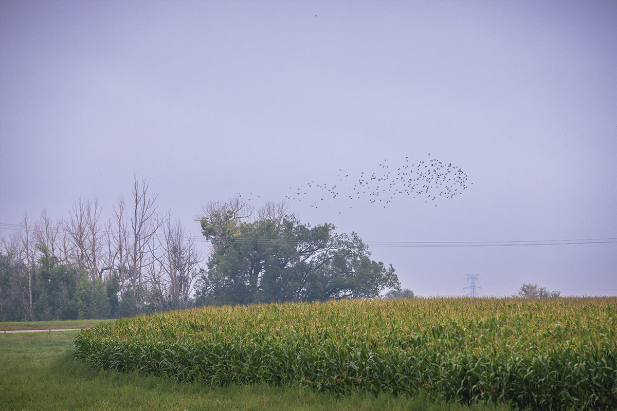 birds flying in a flock