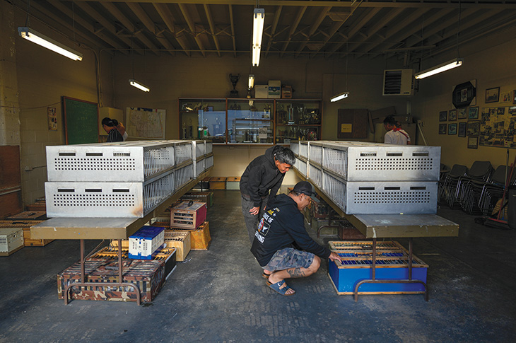 men looking at pigeons in each cage