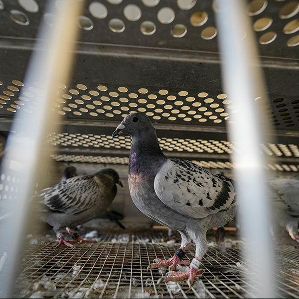 Close up of pigeons in enclosure