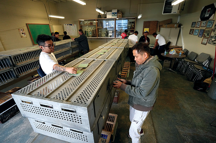 men preparing birds for flight