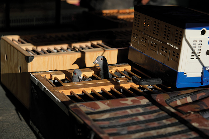 pigeons poking heads out from cage