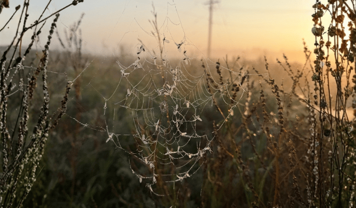 Spider web