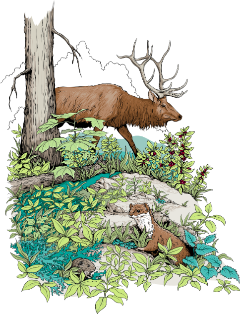 illustration of wildlife encvirnonment