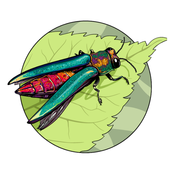 Emerald Ash Borer