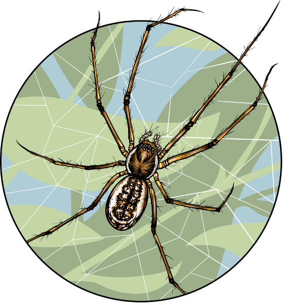 Filmy Dome Spider illustration