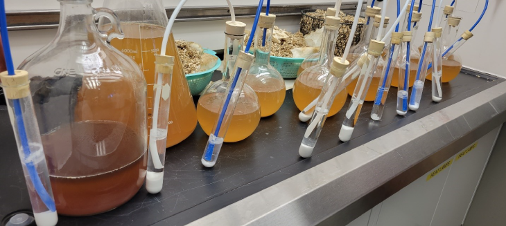 Glass laboratory test tubes and beakers contain various clear and golden brown solutions on a lab countertop. Raw stalks of dried hemp sit in bowls behind them.