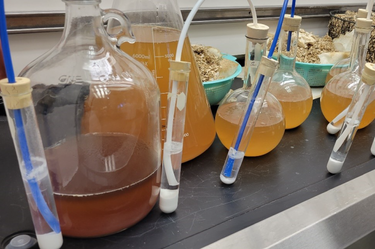 Glass laboratory test tubes and beakers contain various clear and golden brown solutions on a lab countertop. Raw stalks of dried hemp sit in bowls behind them.