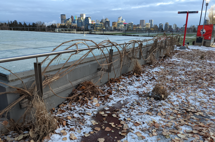 Old vines twist around a railing on SAIT’s campus. Calgary’s downtown skyline is seen in the distance.
