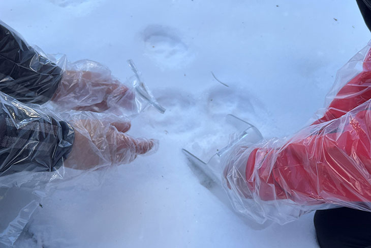 Two people wearing plastic gloves and jackets examining animal tracks in snow. 