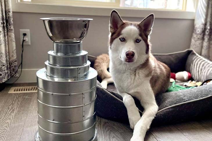 husky puppy laying beside trophy cup