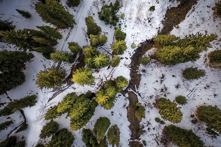 overhead photo of a forest in winter